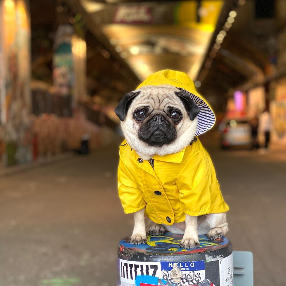 manteau pour chien - Pro - canin.com
