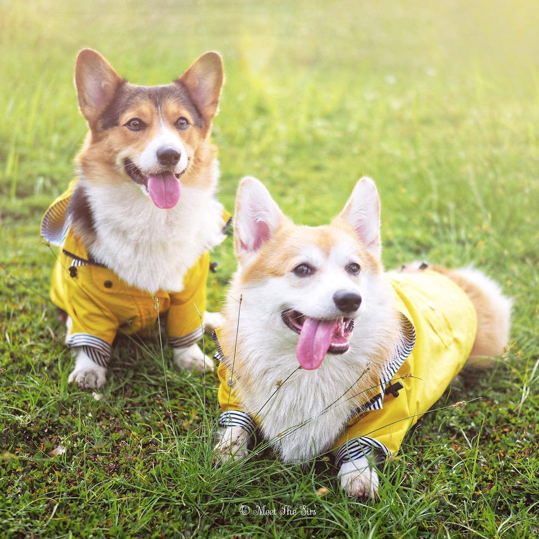manteau pour chien - Pro - canin.com