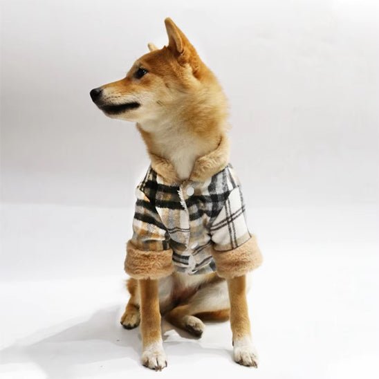 manteau treillis chien de face