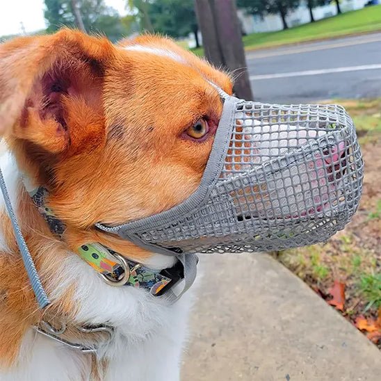 muselière en maille douce jack russell