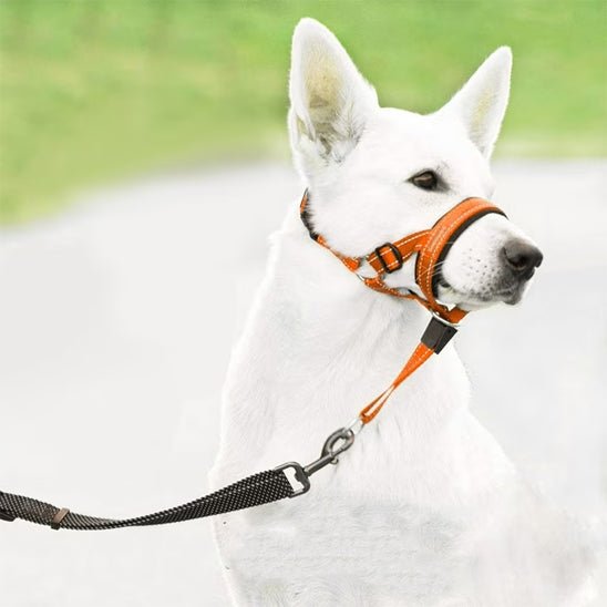 muselière en nylon - Pro - canin.com