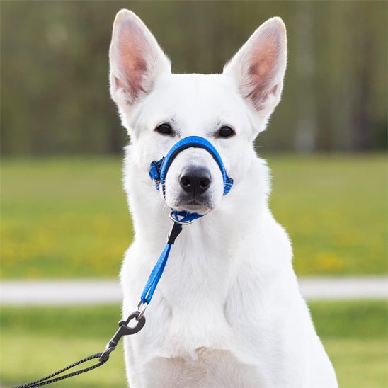 muselière en nylon - Pro - canin.com