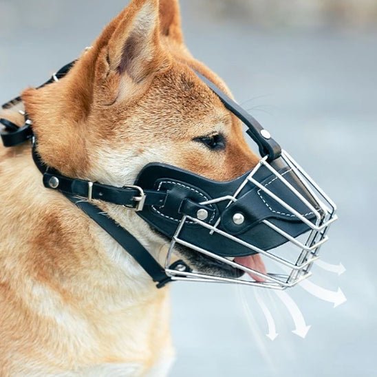 muselière masque buccal - Pro - canin.com