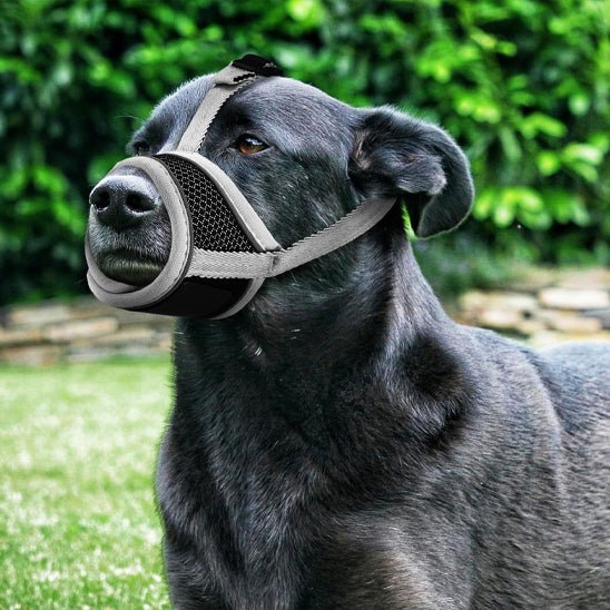 muselière respirante - Pro - canin.com