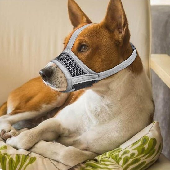 muselière respirante - Pro - canin.com