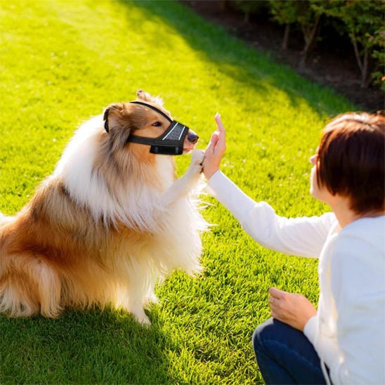 muselière respirante - Pro - canin.com