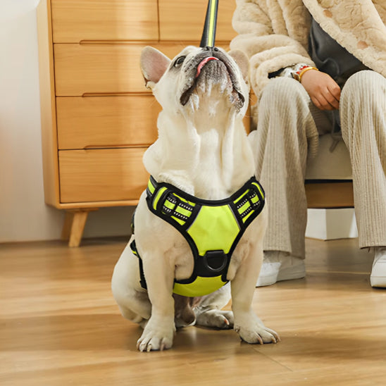 pug et harnais jaune