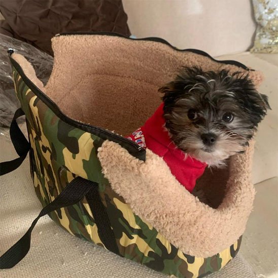 sac de transport chien kaki et ouveret