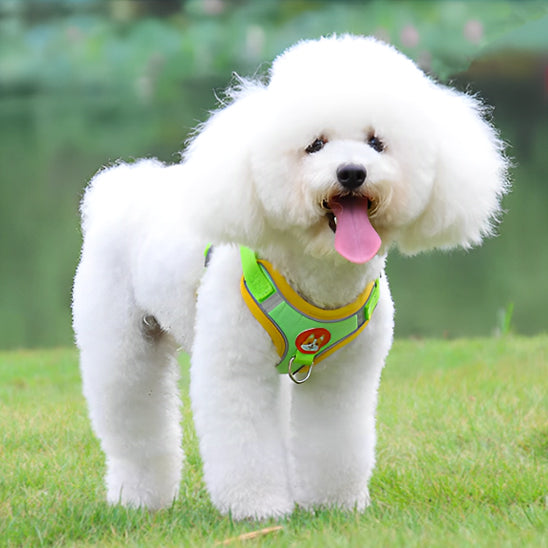 harnais anti traction chien |sangle de poitrine