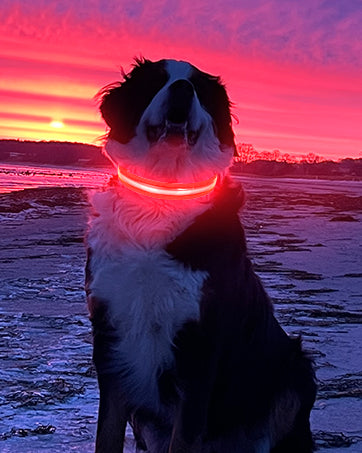 Colliers lumineux pour chiens | Visibilité 500m