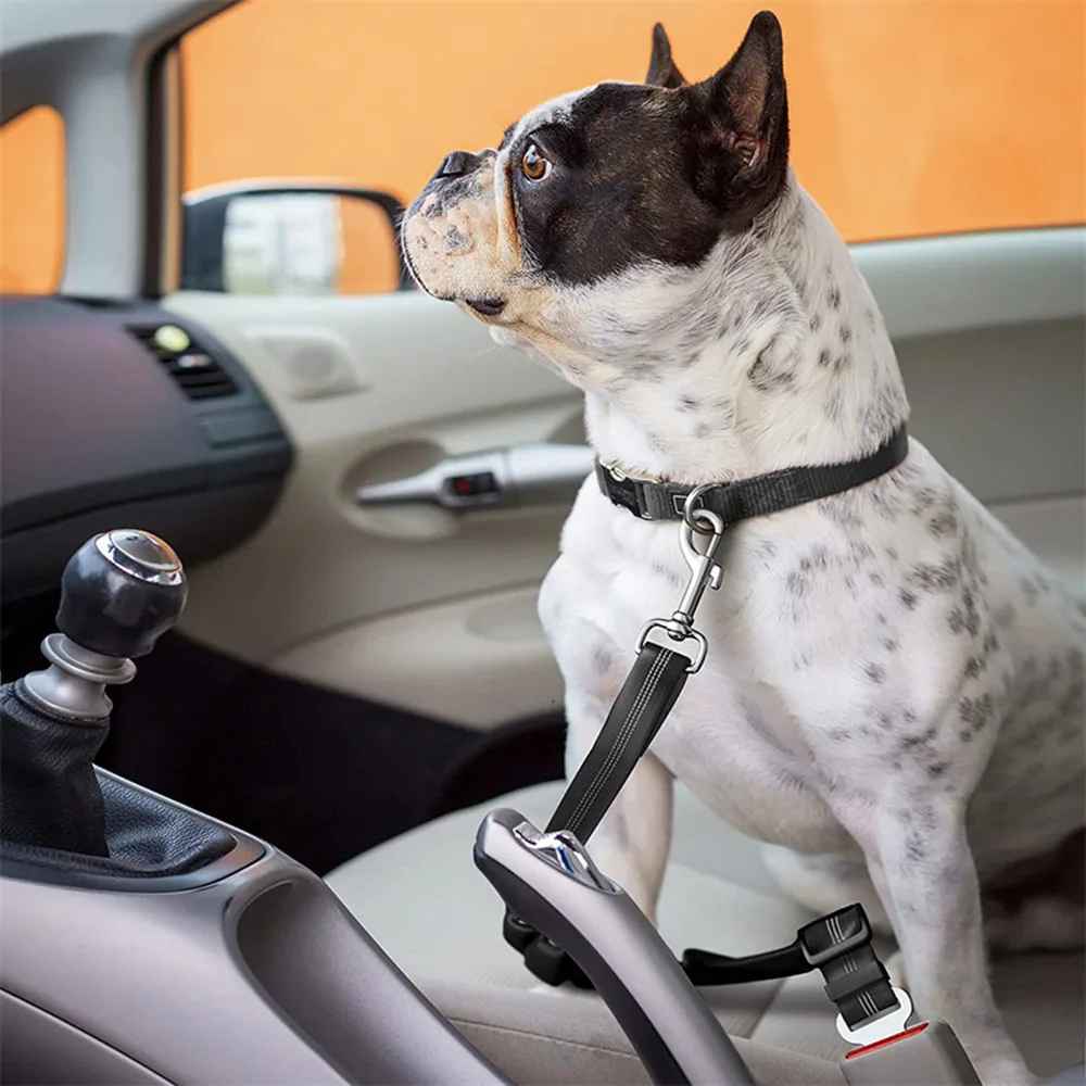 une laisse de chien |sécurité auto - Pro - canin.com