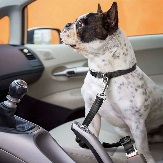 une laisse de chien |sécurité auto - Pro - canin.com